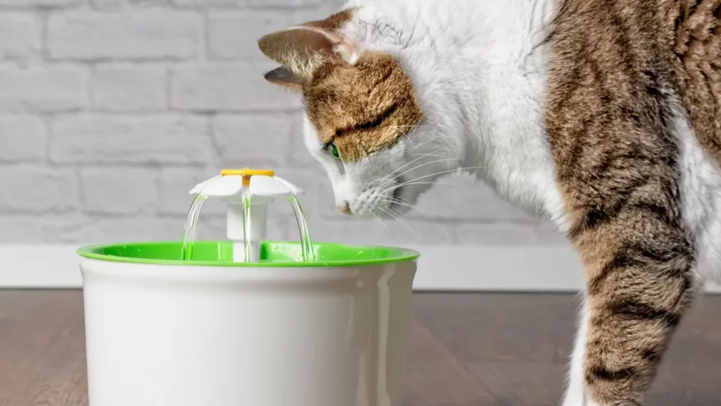 Katė geria iš nedidelio vidaus vandens fontano.